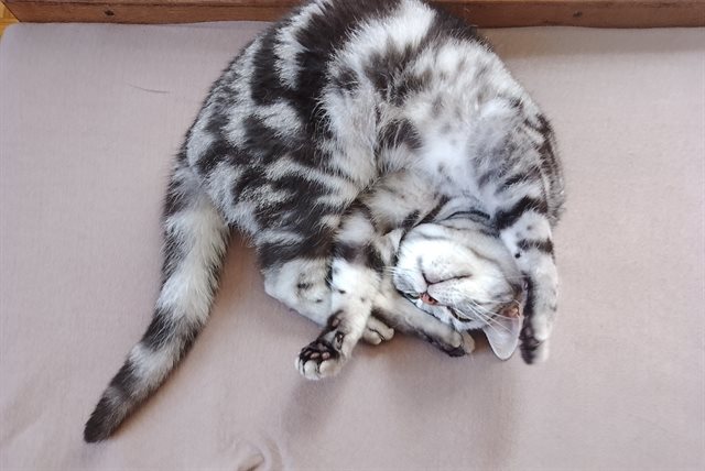 Britská krátkosrstá